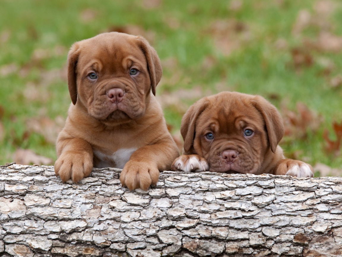 Fondo de pantalla Dogs Puppies Dogue De Bordeaux 1152x864