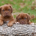 Fondo de pantalla Dogs Puppies Dogue De Bordeaux 128x128