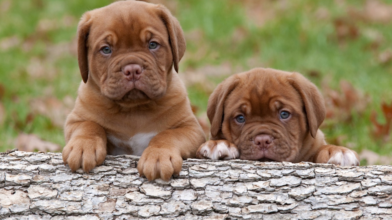 Sfondi Dogs Puppies Dogue De Bordeaux 1366x768