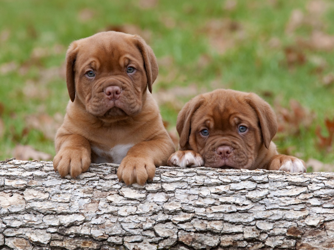Fondo de pantalla Dogs Puppies Dogue De Bordeaux 1400x1050