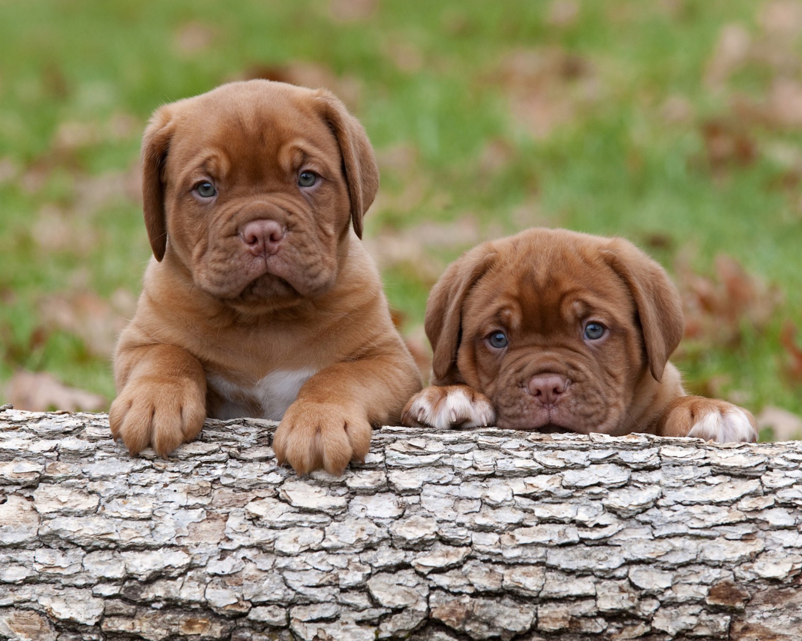 Обои Dogs Puppies Dogue De Bordeaux 1600x1280
