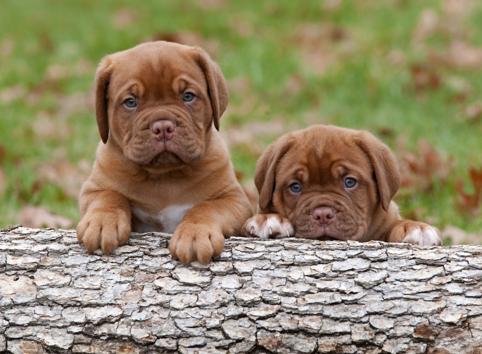 Fondo de pantalla Dogs Puppies Dogue De Bordeaux 1920x1408