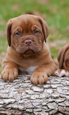 Fondo de pantalla Dogs Puppies Dogue De Bordeaux 240x400