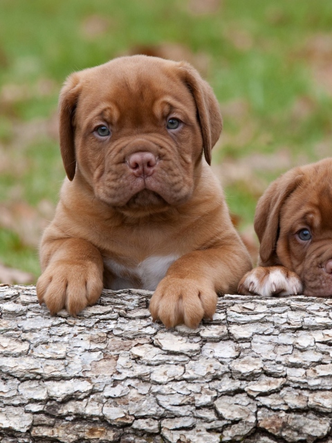 Fondo de pantalla Dogs Puppies Dogue De Bordeaux 480x640
