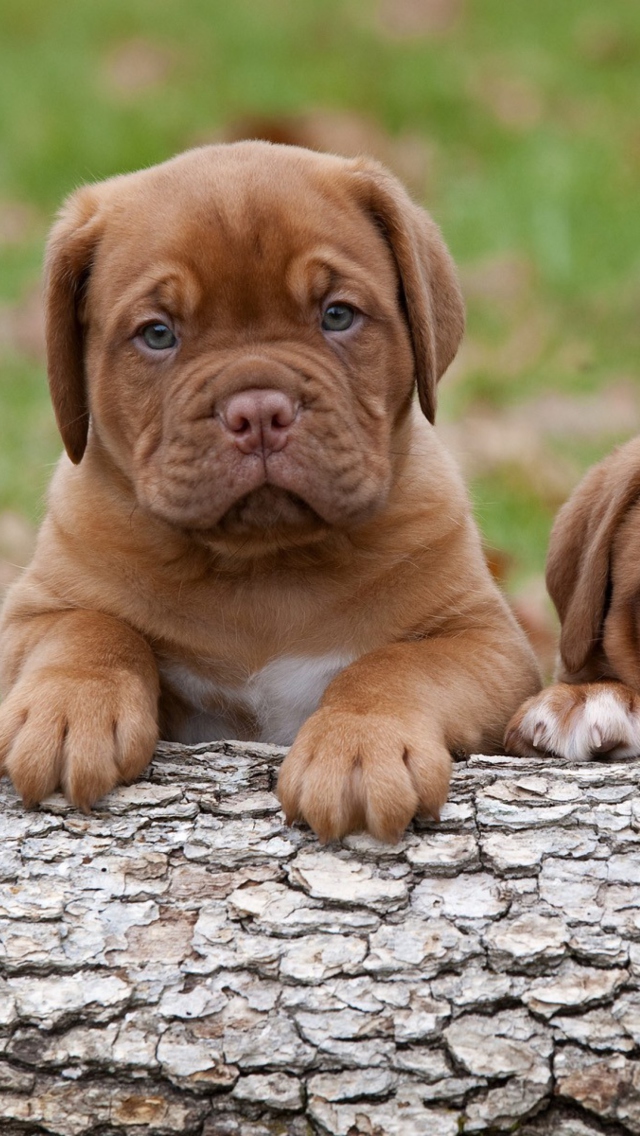 Обои Dogs Puppies Dogue De Bordeaux 640x1136