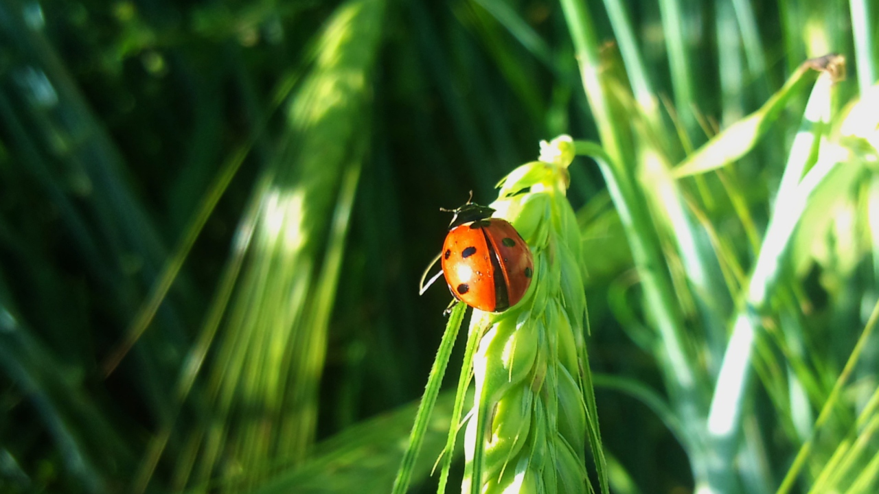 Screenshot №1 pro téma Ladybug On A Plant 1280x720