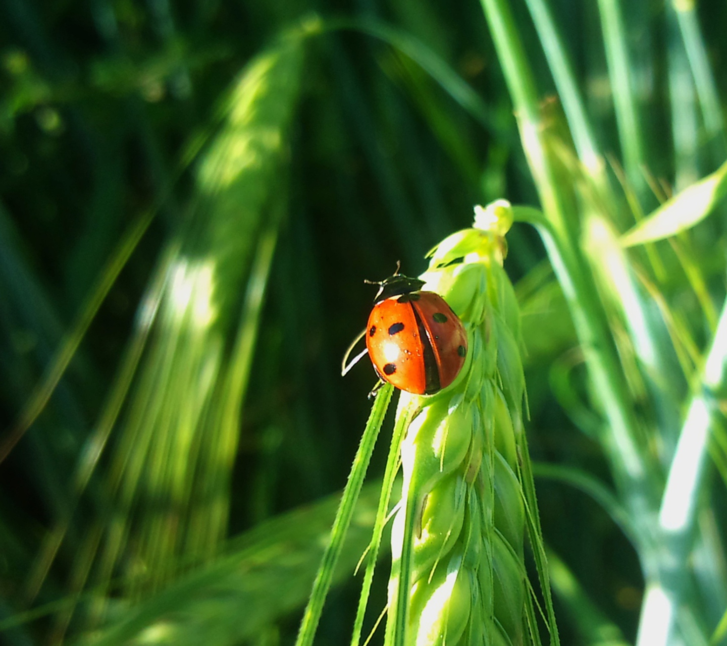 Ladybug On A Plant wallpaper 1440x1280