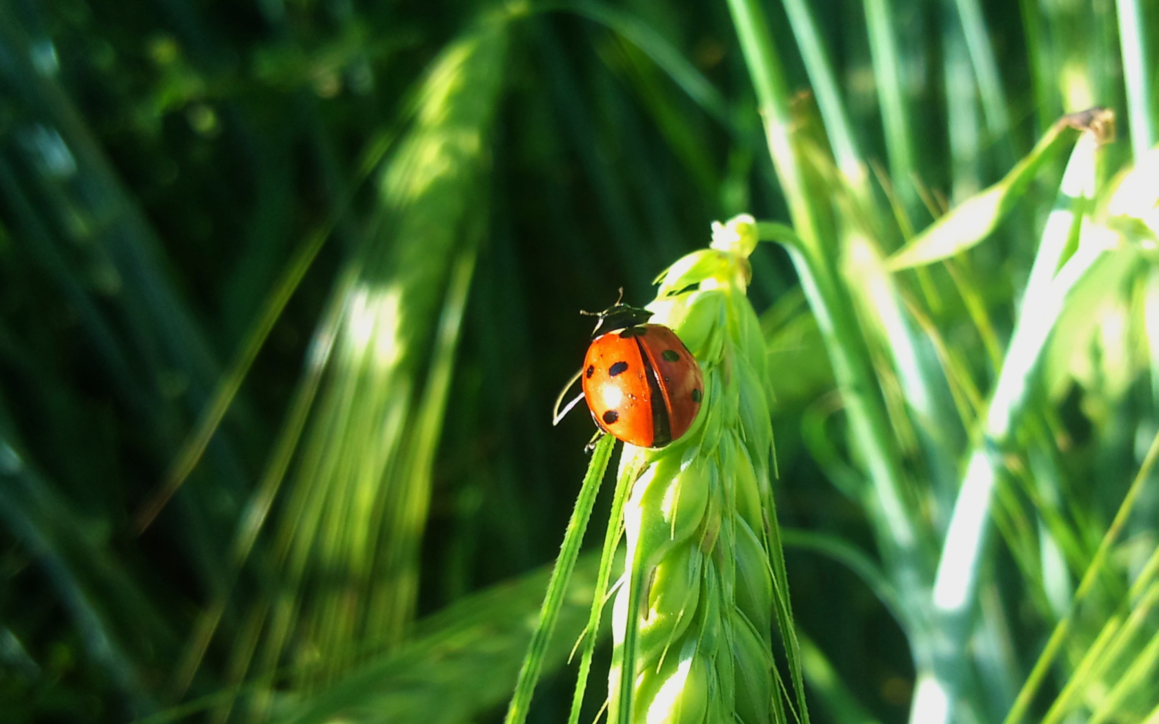 Обои Ladybug On A Plant 1680x1050