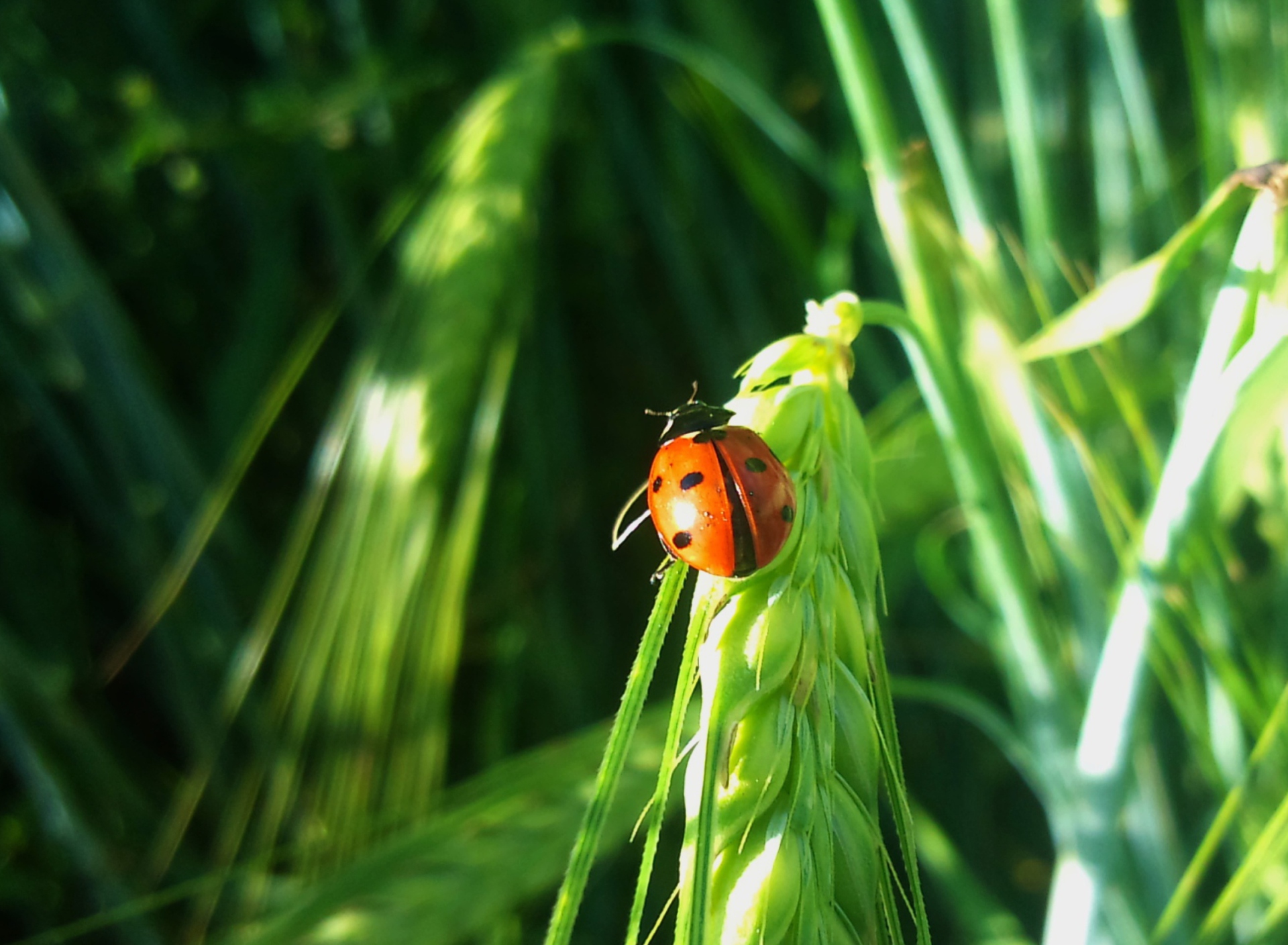 Обои Ladybug On A Plant 1920x1408