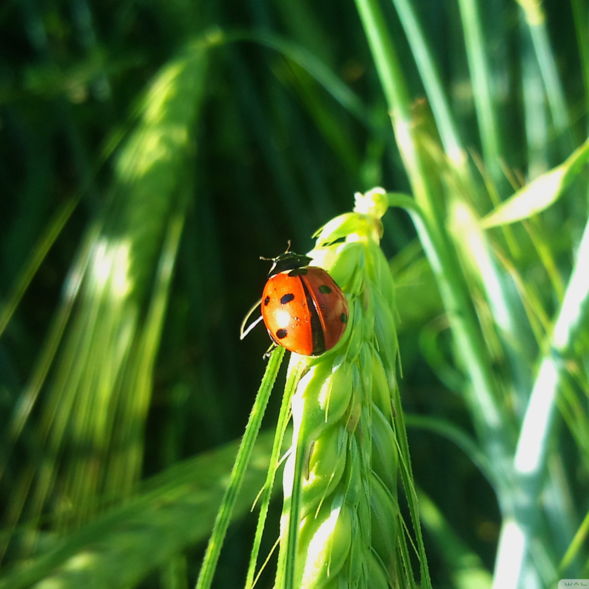 Das Ladybug On A Plant Wallpaper 2048x2048