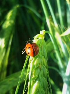 Sfondi Ladybug On A Plant 240x320