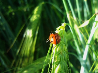 Обои Ladybug On A Plant 320x240