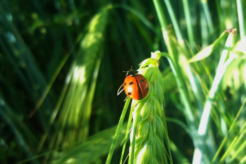 Обои Ladybug On A Plant 480x320
