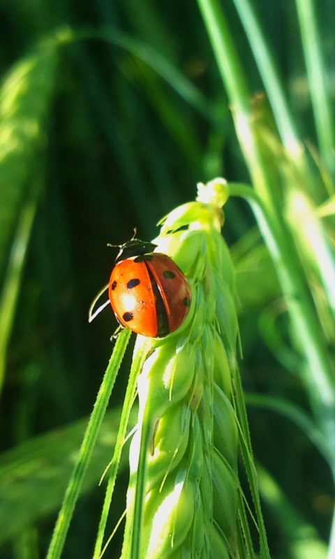 Sfondi Ladybug On A Plant 480x800