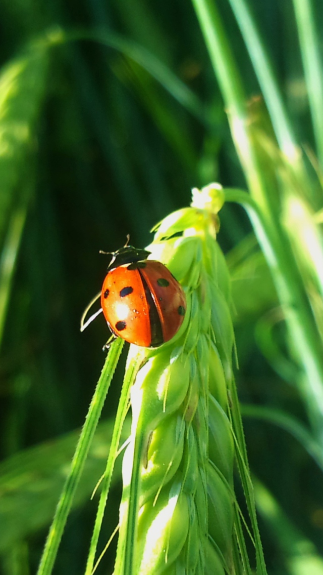 Sfondi Ladybug On A Plant 640x1136