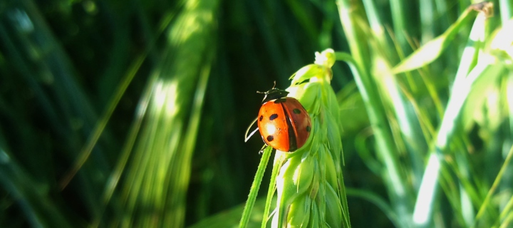 Das Ladybug On A Plant Wallpaper 720x320