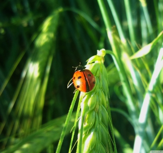 Kostenloses Ladybug On A Plant Wallpaper für iPad 3