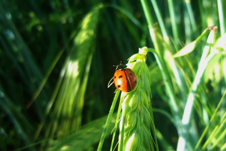 Sfondi Ladybug On A Plant