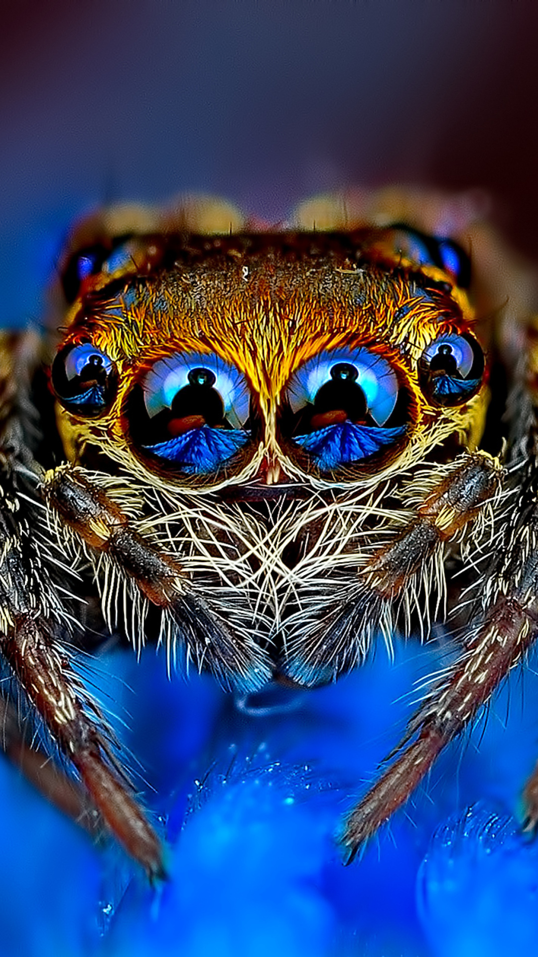 Bold Jumper Spider screenshot #1 1080x1920