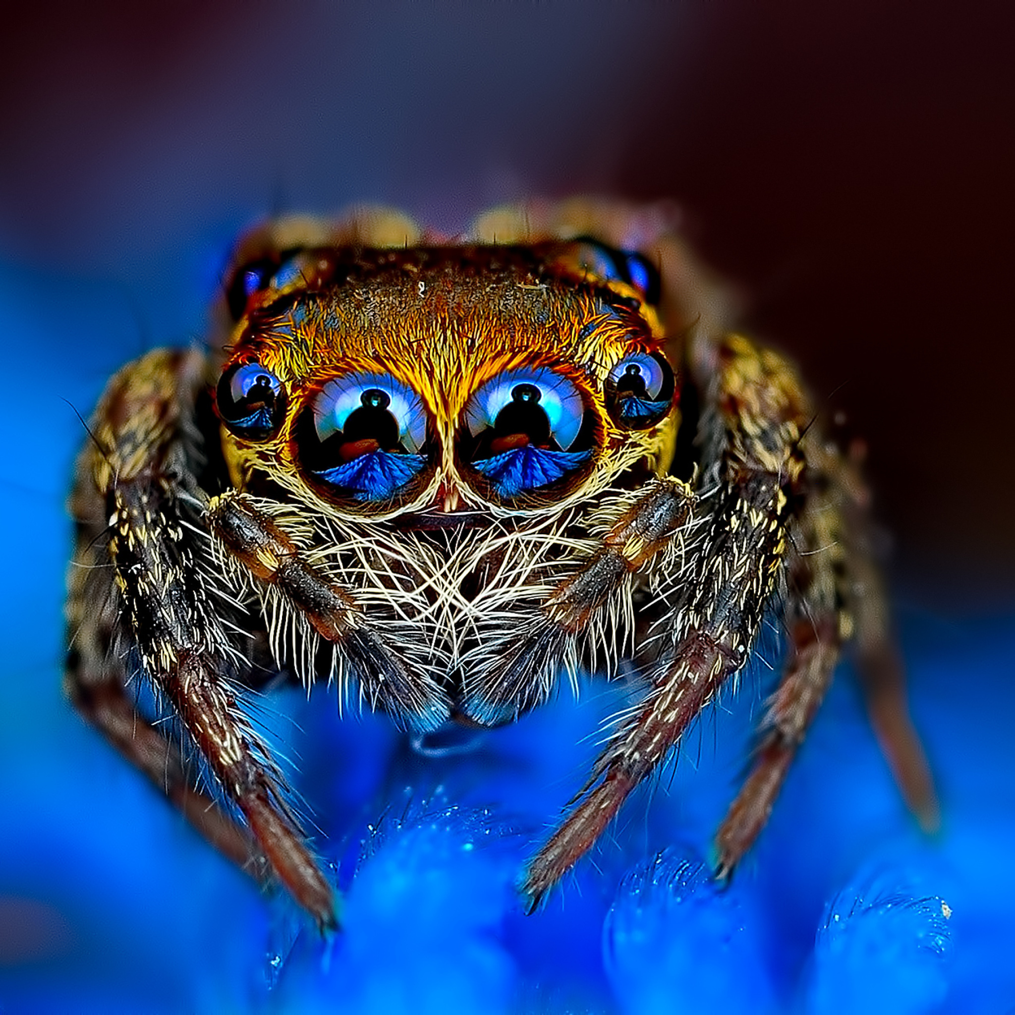 Screenshot №1 pro téma Bold Jumper Spider 2048x2048