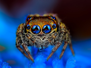 Bold Jumper Spider wallpaper 320x240