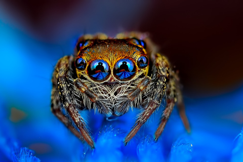 Bold Jumper Spider wallpaper 480x320