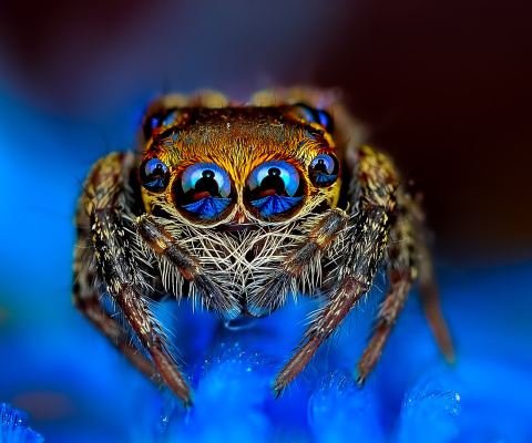 Bold Jumper Spider screenshot #1 480x400