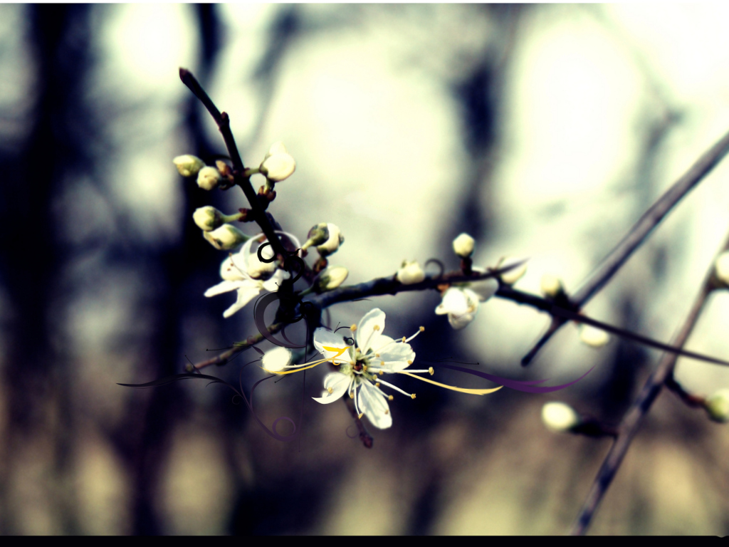 Spring White Blossom screenshot #1 1024x768