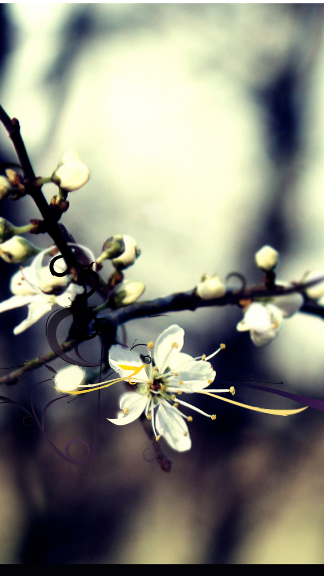 Spring White Blossom wallpaper 1080x1920
