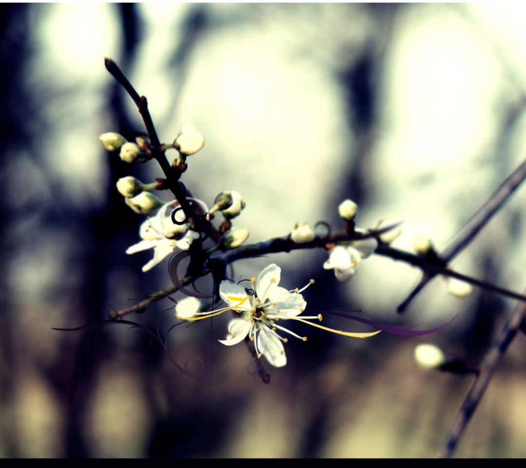 Обои Spring White Blossom 1080x960