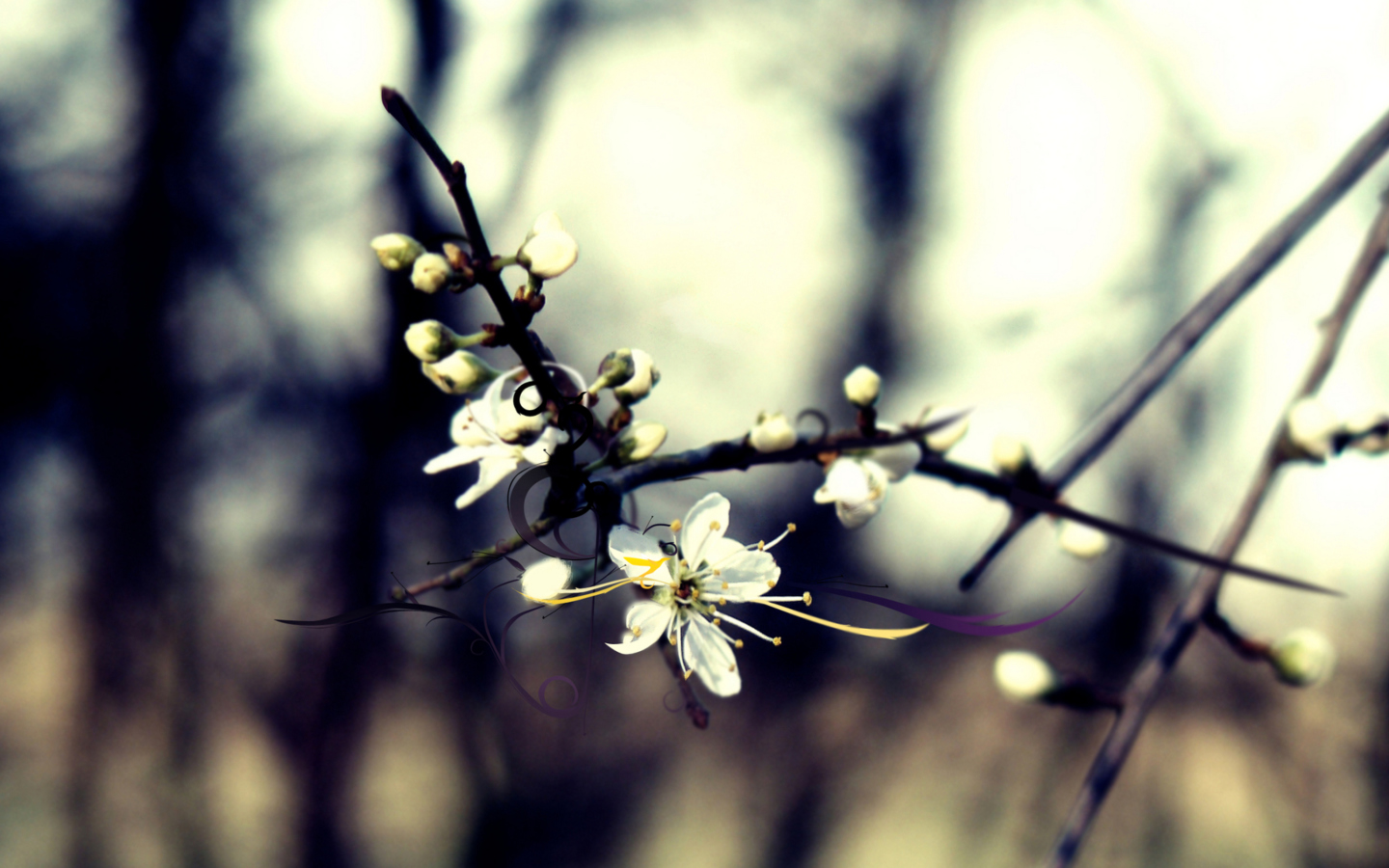 Fondo de pantalla Spring White Blossom 1440x900