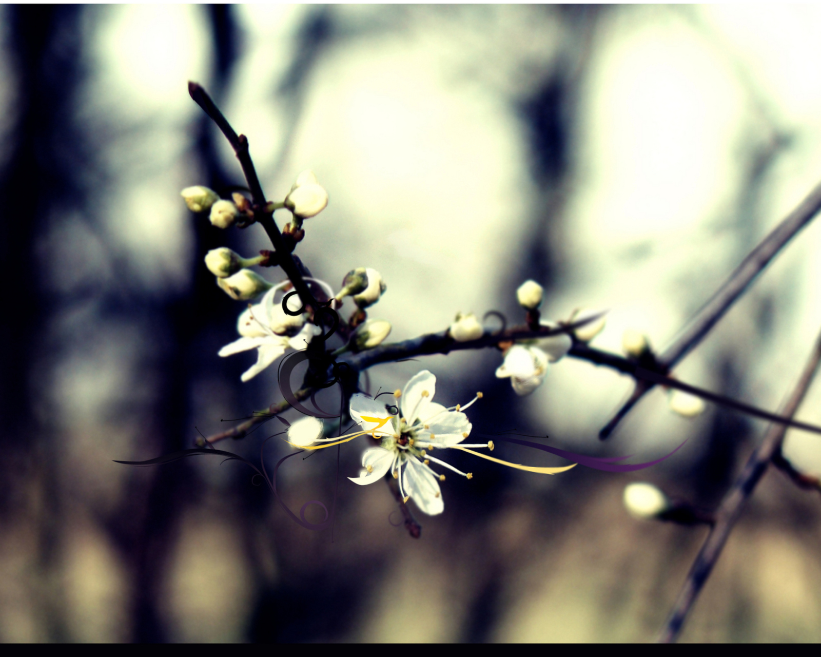 Обои Spring White Blossom 1600x1280