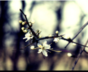 Fondo de pantalla Spring White Blossom 176x144
