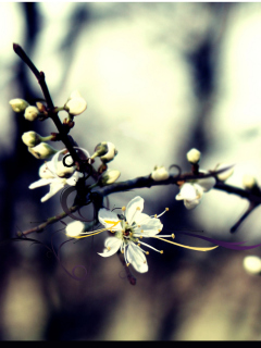 Обои Spring White Blossom 240x320