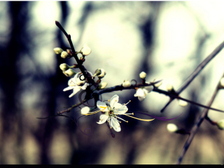 Sfondi Spring White Blossom 320x240