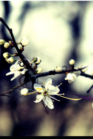 Sfondi Spring White Blossom 320x480