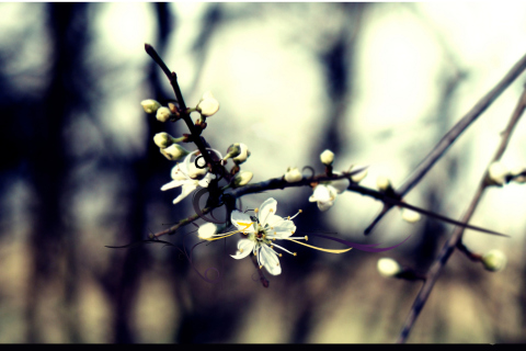 Screenshot №1 pro téma Spring White Blossom 480x320