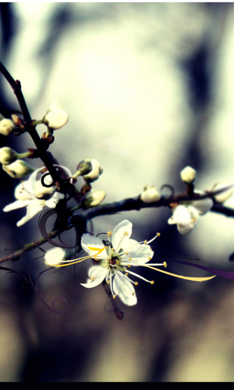 Screenshot №1 pro téma Spring White Blossom 480x800