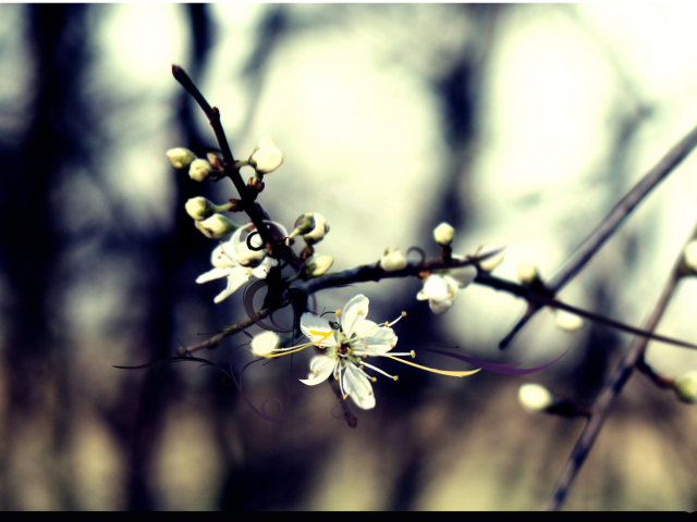 Обои Spring White Blossom 640x480
