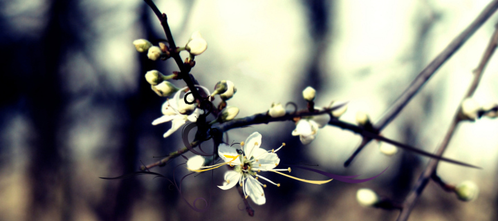 Fondo de pantalla Spring White Blossom 720x320