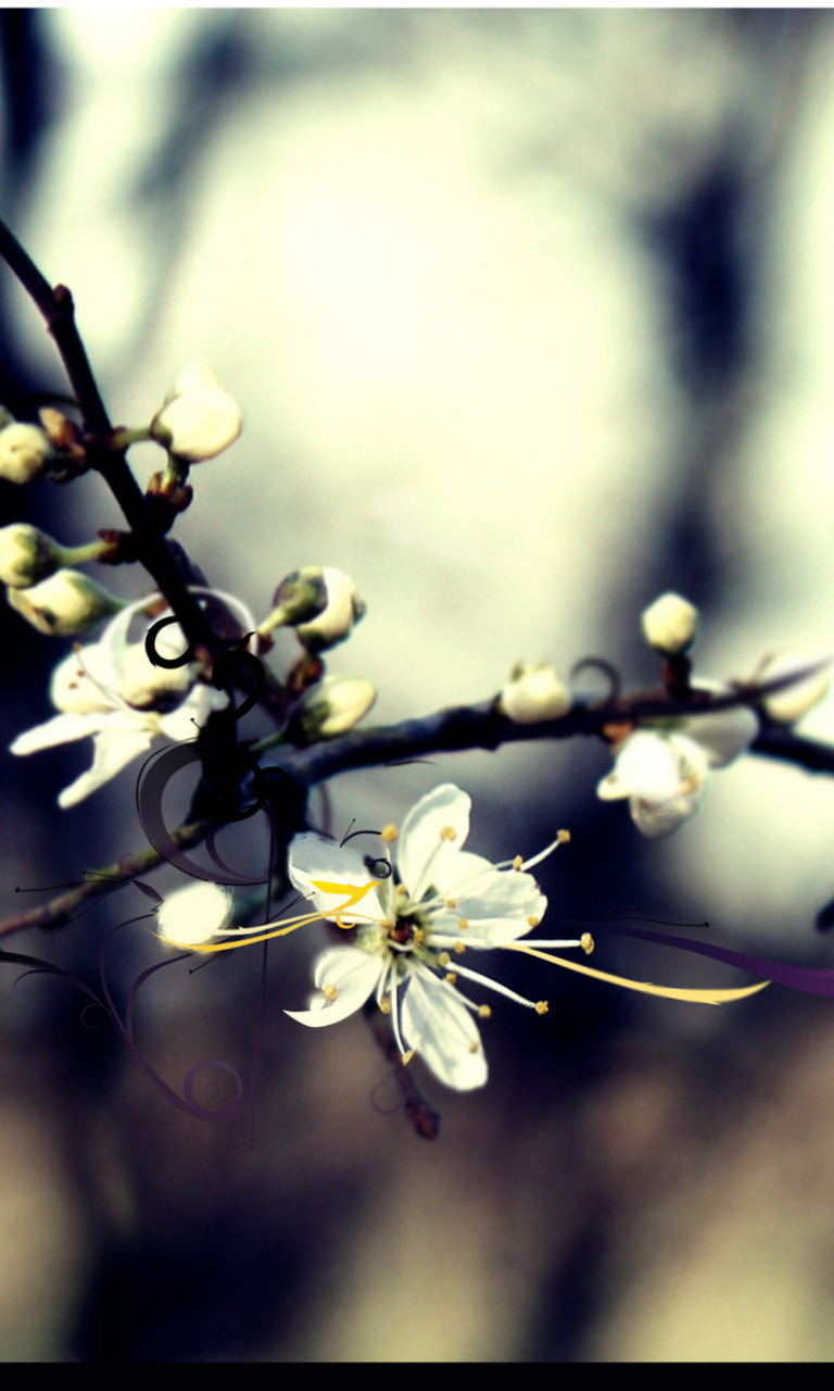 Spring White Blossom wallpaper 768x1280