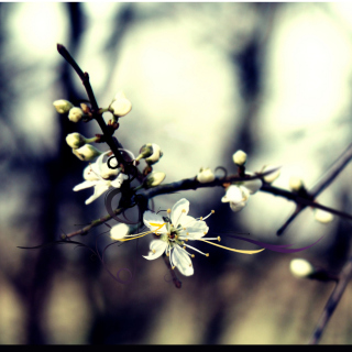 Spring White Blossom papel de parede para celular para iPad 2