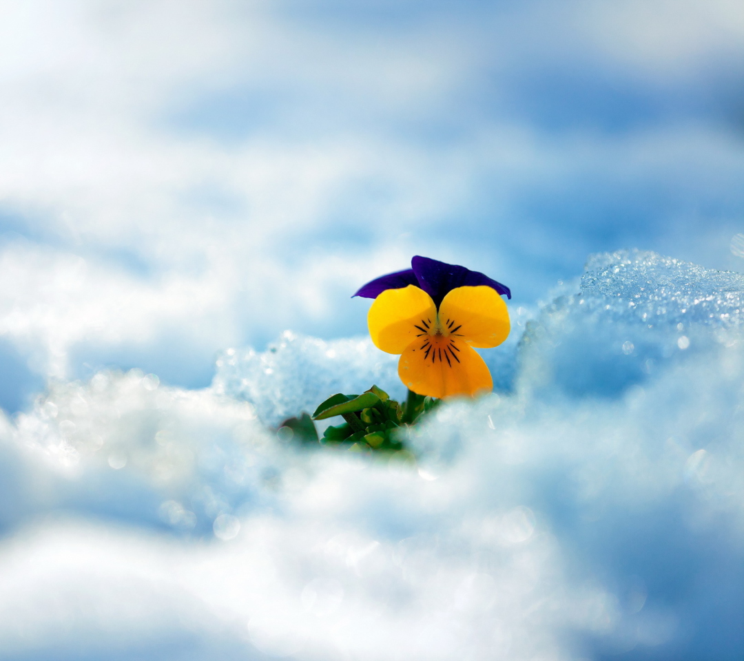 Обои Little Yellow Flower In Snow 1080x960