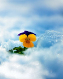 Обои Little Yellow Flower In Snow 128x160