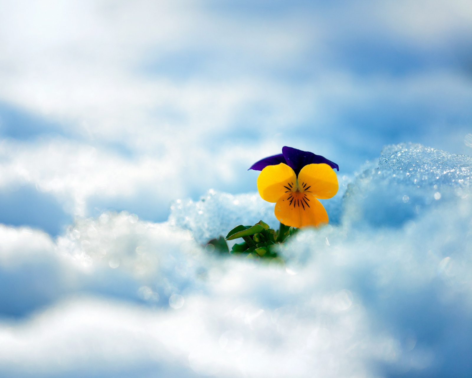 Обои Little Yellow Flower In Snow 1600x1280