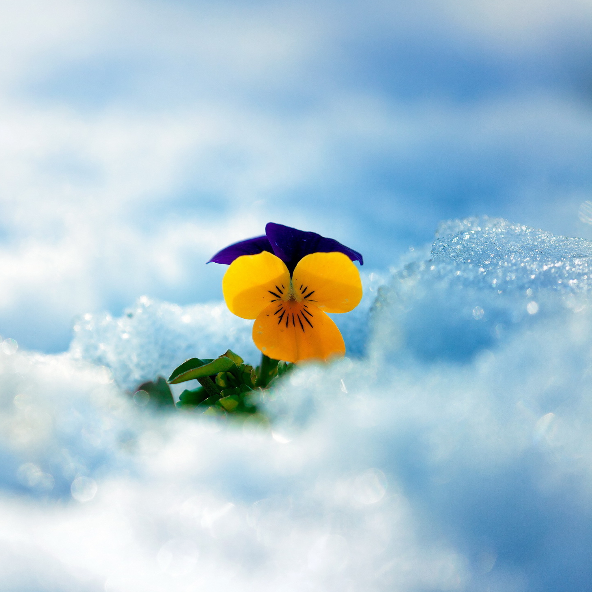 Fondo de pantalla Little Yellow Flower In Snow 2048x2048