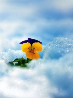 Fondo de pantalla Little Yellow Flower In Snow 240x320