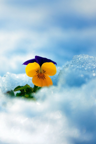 Fondo de pantalla Little Yellow Flower In Snow 320x480