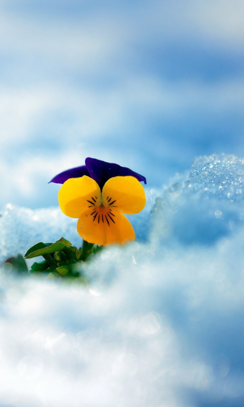 Fondo de pantalla Little Yellow Flower In Snow 480x800