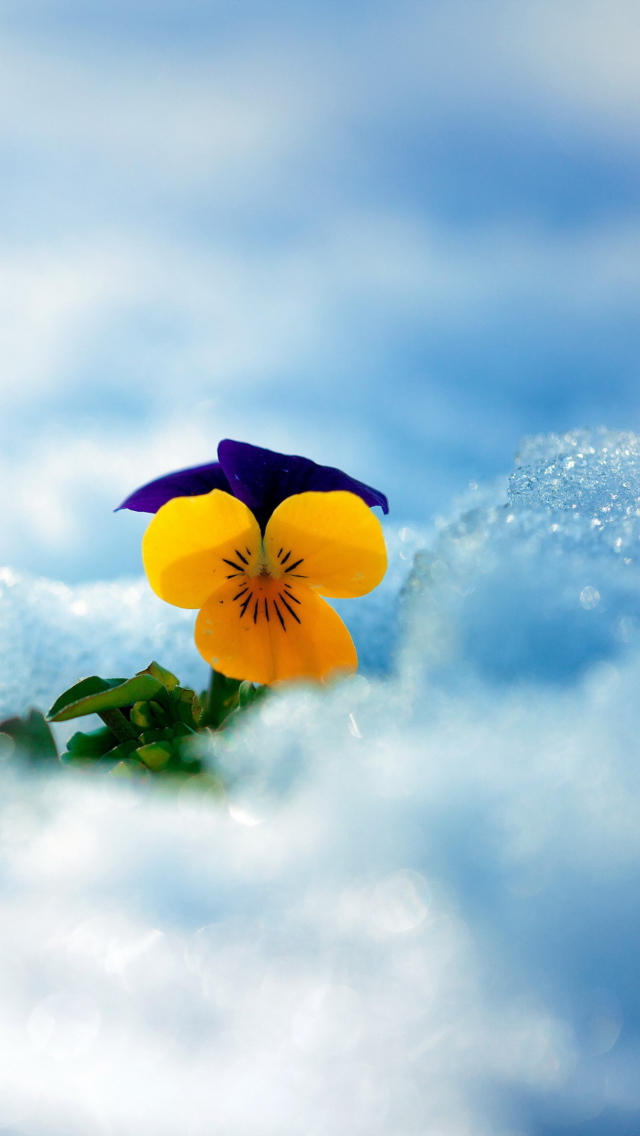 Little Yellow Flower In Snow wallpaper 640x1136